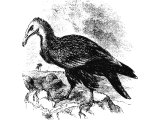 Egyptian Vulture (Neophron percnopterus), Heb. RaChaM, also translated Gier-Eagle, (Lev.11.18, Deut.14.17)